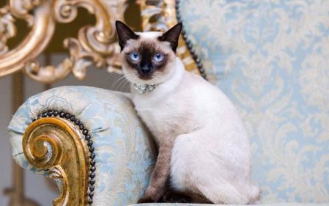 巧克力点暹罗猫要多少钱一只?(饲养巧克力点暹罗猫开销多少)