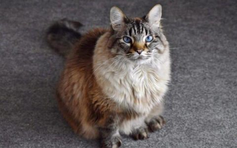 布偶和缅因猫杂交出的什么?(缅因猫布偶猫混合起源和历史)