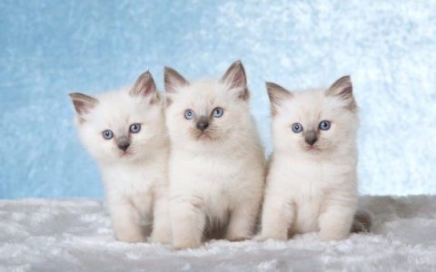 布偶猫要多少钱一只?(养一只布偶猫的每年费用清单)