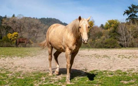 帕洛米诺马的价格和费用是多少?(帕洛米诺马的气质和性格)
