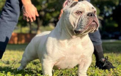 异国恶霸犬多少钱一只?(异国恶霸犬的起源和历史)