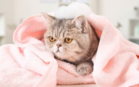 异国短毛猫多少钱一只?(影响异国短毛猫价格差异及其原因)