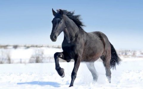 弗里斯兰马是什么样子?(弗里斯兰马品种特征)