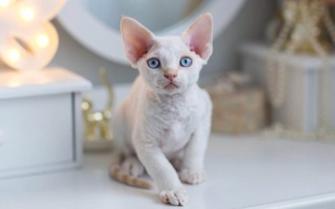 德文郡雷克斯猫每年需要花费多少钱?(养德文郡雷克斯猫的省钱秘诀)
