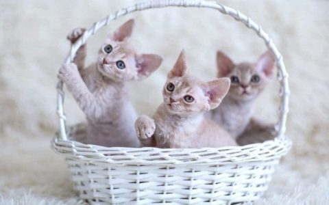德文雷克斯猫多少钱一只?(德文雷克斯猫价格调查与分析)
