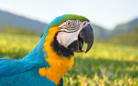 所有的鹦鹉都有舌头吗?(关于鹦鹉舌头的4个冷门小知识)