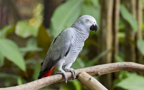 拥有一只非洲灰鹦鹉的每年需要花多少钱?