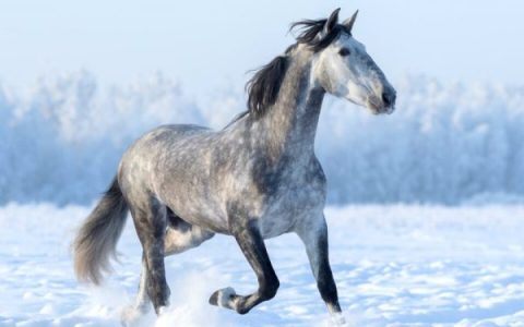 斑纹灰马稀有吗?(一匹斑纹灰马要多少钱?)