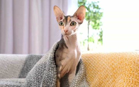 斯芬克斯猫的每年费用要花多少钱?(穷养斯芬克斯猫的省钱秘诀)