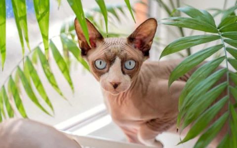 斯芬克斯猫要多少钱一只?(斯芬克斯猫为什么贵)