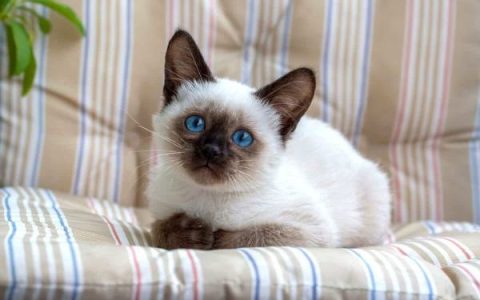 暹罗猫多少钱一只纯种?(养一只暹罗猫一个月开销多少)