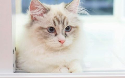 曼基康猫大概多少钱一只?(曼基康猫的价格和哪些因素有关?)