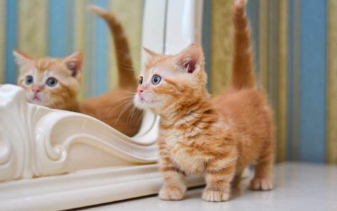 曼基康猫寿命一般多少年?(养一只曼基康猫的基本开销)