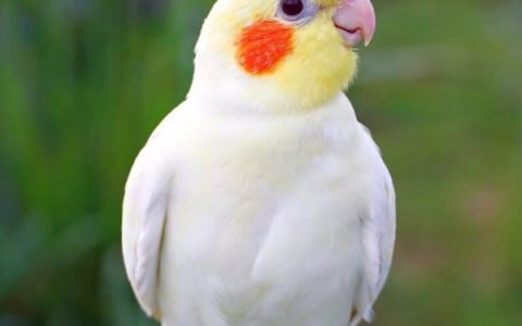 最贵的玄凤鹦鹉颜色是什么?(哪种玄凤鹦鹉颜色最好?)