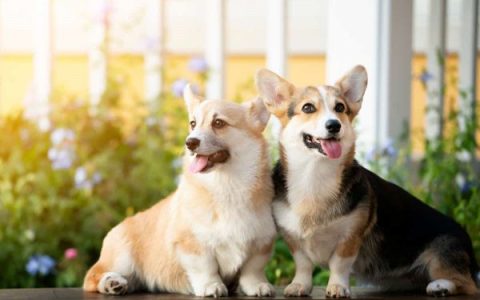 雄性柯基犬与雌性柯基犬哪个好?(雄性与雌性柯基犬的区别)