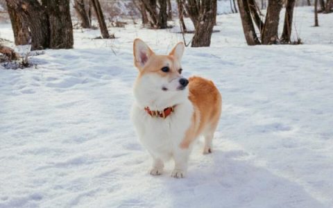 柯基犬天生就有尾巴吗?(为什么有些柯基犬有长尾巴?)