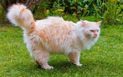 橘色的猫稀有吗?(关于橘白色猫咪的5个冷知识)