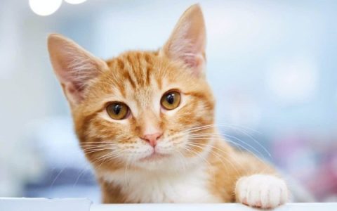 橙色的眼睛在猫中常见吗?(10种橙色眼睛的猫品种)