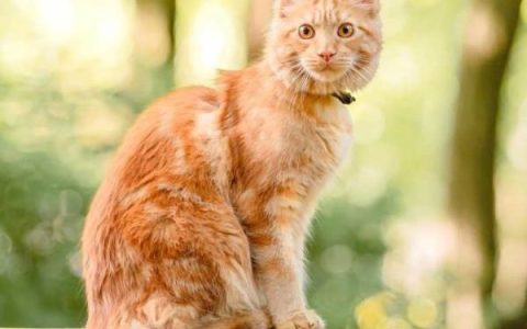 橙色缅因猫多少钱一只?(饲养橙色缅因猫的初始花费)