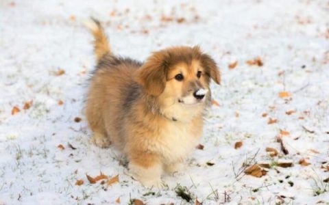 毛茸茸的柯基犬长什么样?(毛茸茸的柯基犬的平均寿命在多少岁)