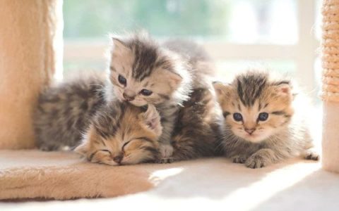 波斯猫多少钱一只正常价?(纯种波斯猫的价格调查与分析)