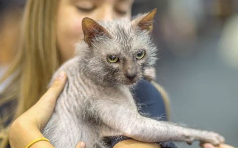 狼猫要多少钱一只?(纯种狼猫的成本价格分析)