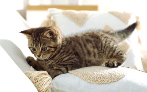 猫会得自闭症吗?(猫有自闭症的症状表现)