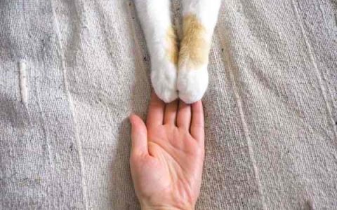 猫咪的爪子怎么清洗?(猫爪护理技巧)