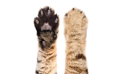 猫爪子上的肉垫是干什么的?(关于猫爪子的12个冷知识)