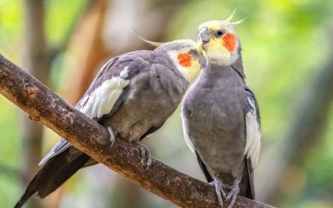 玄凤鹦鹉多少钱一只?(不同玄凤鹦鹉品种价格)