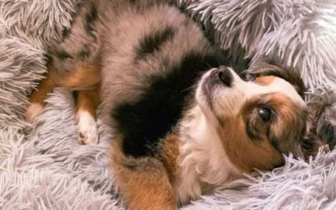 玩具澳大利亚牧羊犬要多少钱?(玩具澳大利亚牧羊犬气质和性格)