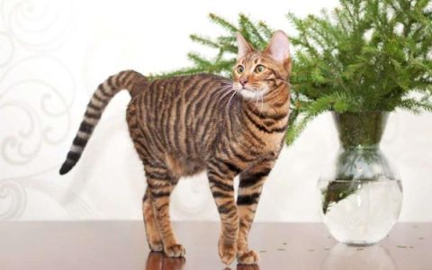 玩具虎猫多少钱一只?(饲养玩具虎猫的花费清单)