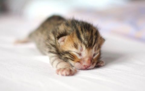 玩具虎猫每年的费用需要多少?(饲养玩具虎猫的省钱小妙招)