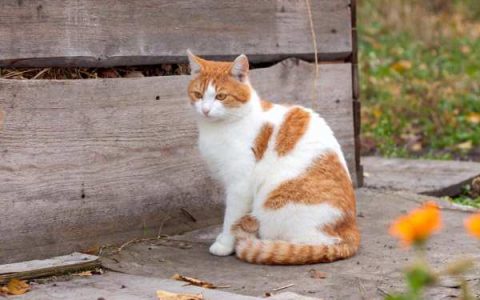 白色加橘色的猫是什么品种?(13种最有名的橘色猫咪排名)