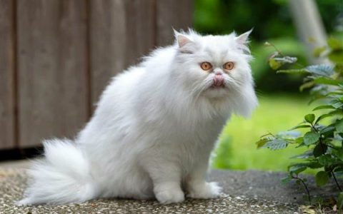 白色波斯猫多少钱一只?(饲养白色波斯猫的花费清单)