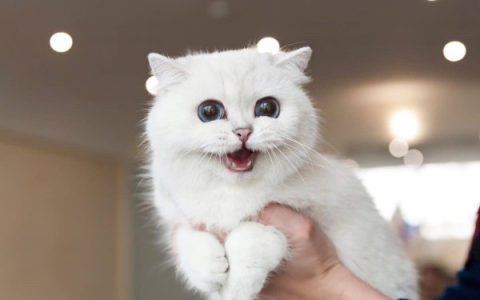 白色英国短毛猫要多少钱一只?(蓝点布偶猫每年的开销多少)