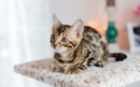 盘点全球出售高质量孟加拉猫的十大排名地点