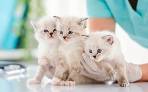 盘点全球出售高质量布偶猫十大排名的地点