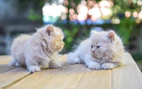 盘点全球出售高质量曼基康猫十大排名的地点