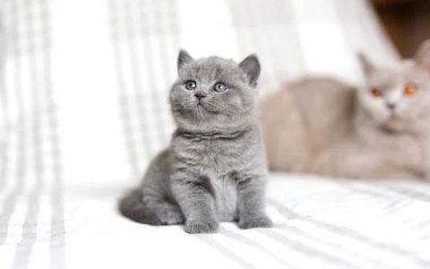 盘点出售高质量英国短毛猫的10个地点及价格