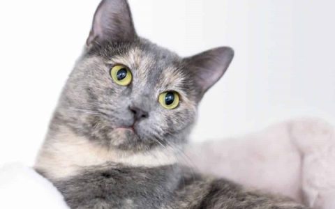 淡化玳瑁猫要多少钱一只?(淡化玳瑁猫的气质和性格)