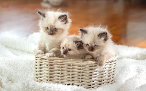 纯的布偶猫要多少钱一只?(影响布偶猫价格的6种因素)