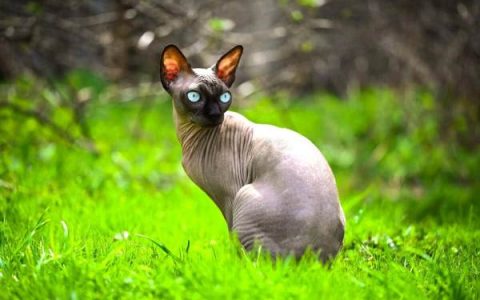 纯种灰斯芬克斯猫要多少钱?(灰斯芬克斯猫每年的花费清单)