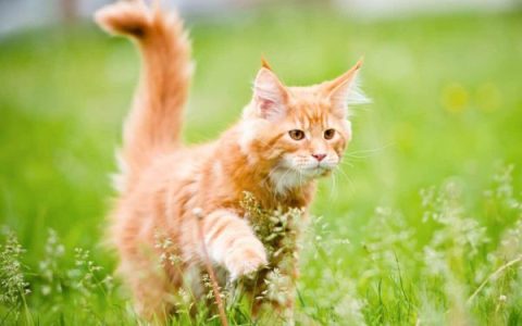 纯种缅因猫多少钱一只?(影响缅因猫价格的8个重要因素)