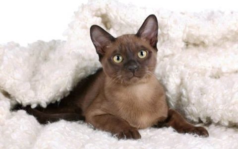 纯种缅甸猫多少钱一只?(决定缅甸猫价格的6种原因)