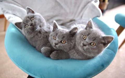纯种英国短毛猫要多少钱一只?(影响英国短毛猫价格的因素)