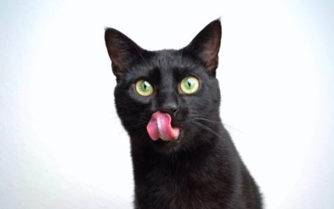 绿眼睛的黑猫罕见吗?(18种绿眼睛的黑猫品种大全)