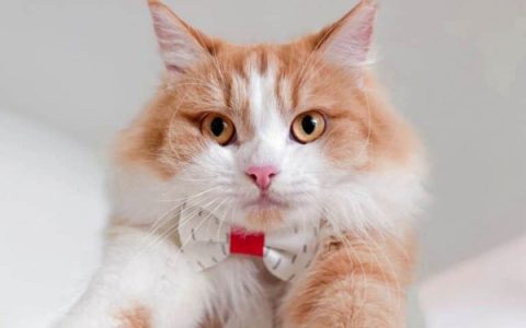 缅因猫布偶猫混血要多少钱一只?(饲养缅因布偶猫的每月开销)