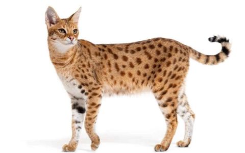 腿很长的猫品种有哪些?(盘点世界上13种好身材的猫咪)