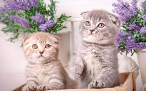 苏格兰折耳猫多少钱一只?(纯种苏格兰折耳猫的价格)